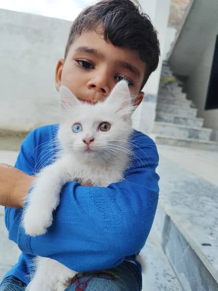 White kittenPersian Cat double Coat With Unique Eye 3