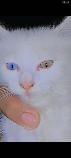 White kittenPersian Cat double Coat With Unique Eye 6