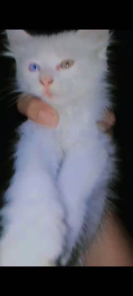 White kittenPersian Cat double Coat With Unique Eye 7