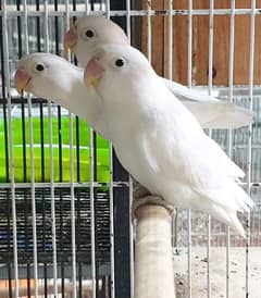 some love bird breeder pairs available