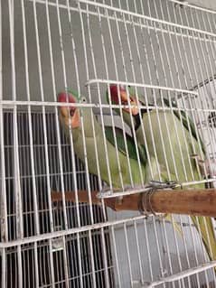 Raw parrot breeder pair