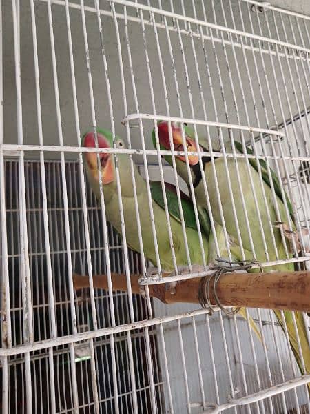 Raw parrot breeder pair 0