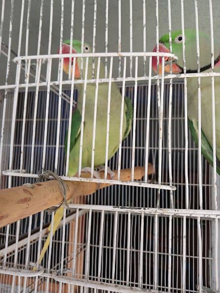 Raw parrot breeder pair 1