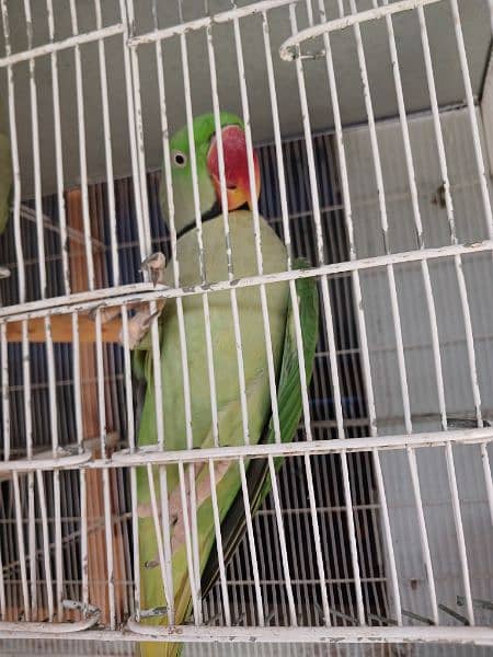 Raw parrot breeder pair 2