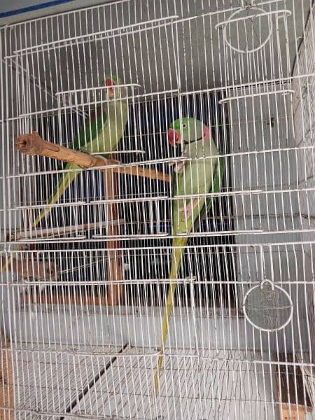 Raw parrot breeder pair 3