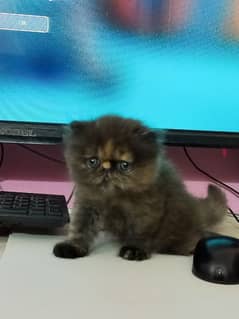 Persian kitten for sale | Cute Persian kitten 0