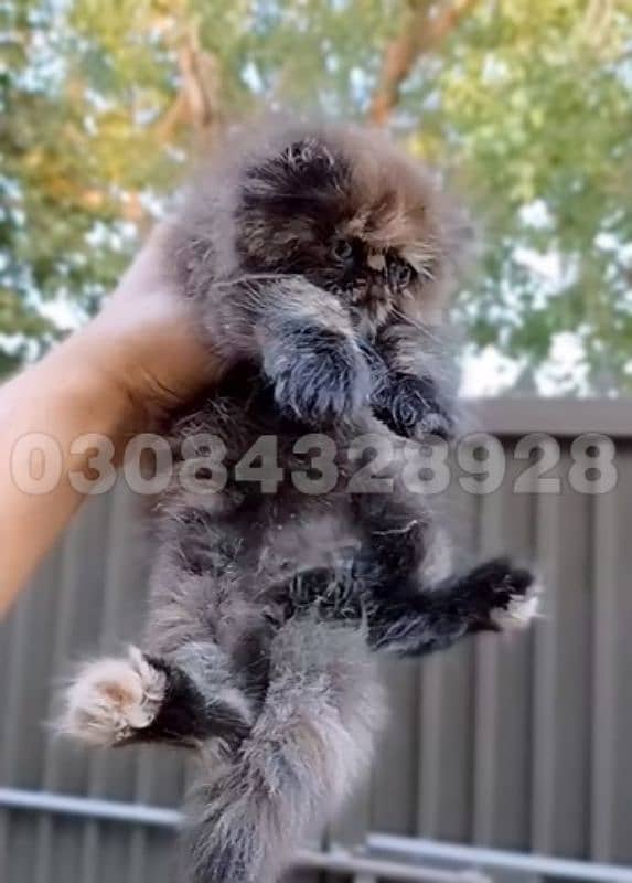 Persian kitten for sale | Cute Persian kitten 1