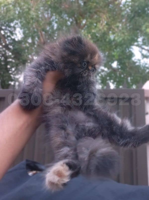 Persian kitten for sale | Cute Persian kitten 3