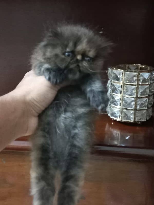 Persian kitten for sale | Cute Persian kitten 4