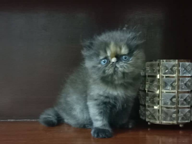 Persian kitten for sale | Cute Persian kitten 5