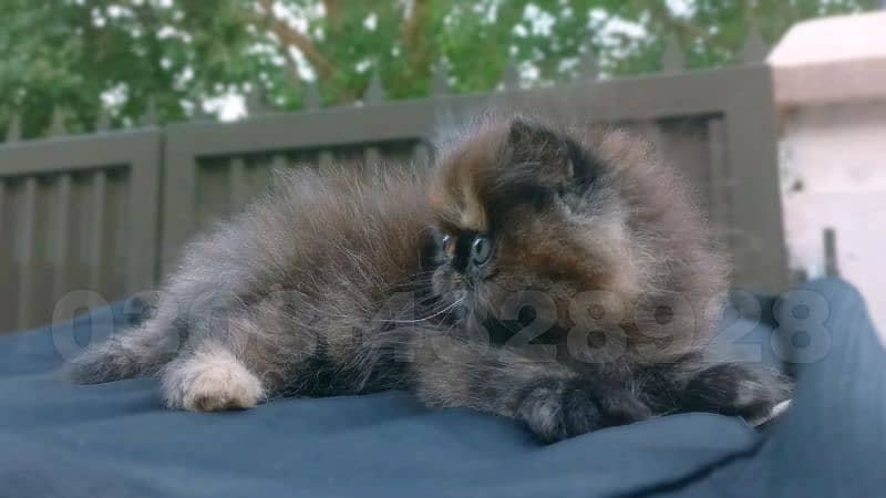 Persian kitten for sale | Cute Persian kitten 6