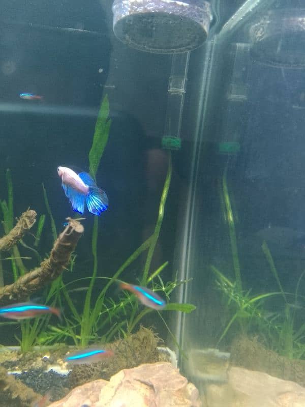 Betta female half moon 2