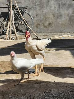 hen and aseel for sale