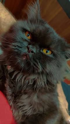 persian cat black 0