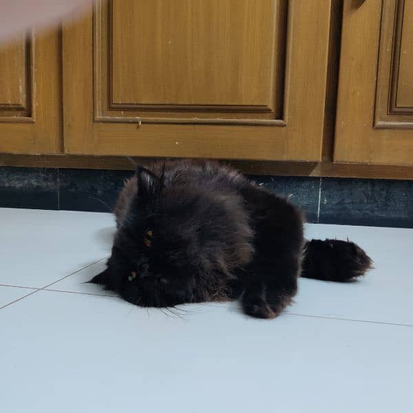 persian cat black 4