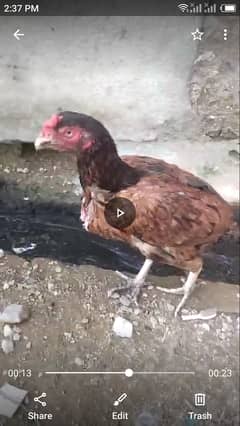 Aseel mianwali hen for sale 0