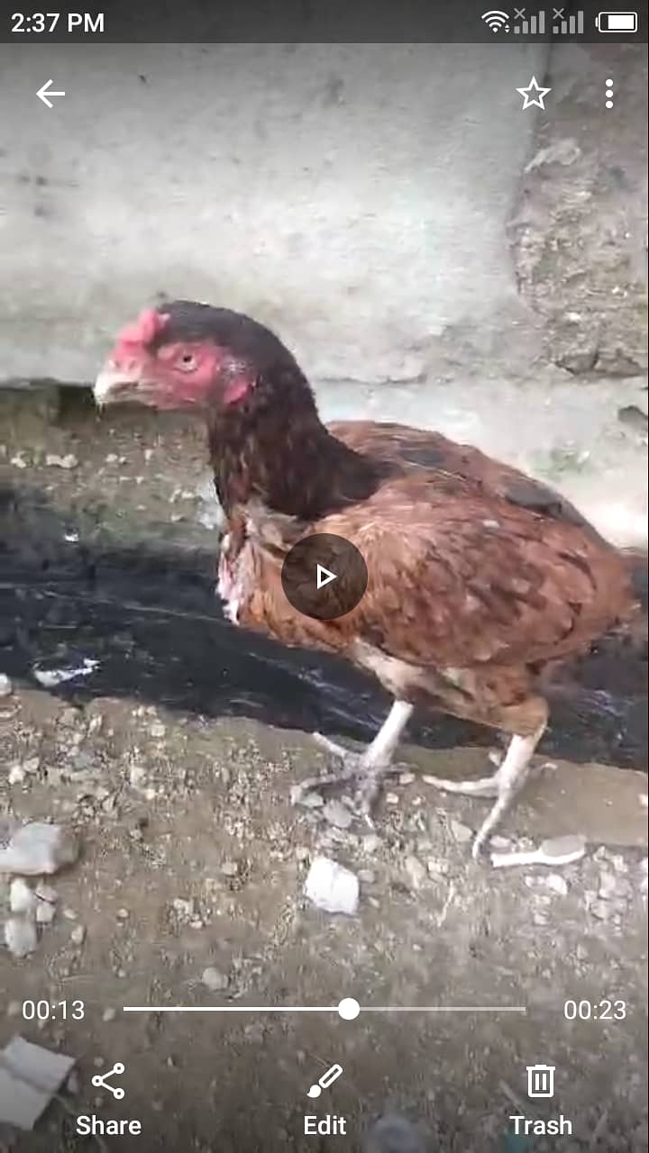 Aseel mianwali hen for sale 0