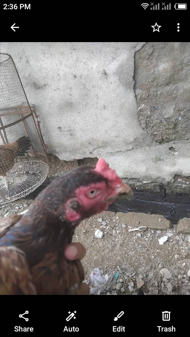 Aseel mianwali hen for sale 1