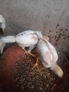 heera aseel 4 chiks available full active healthy nd vaccinated