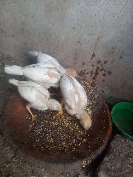 heera aseel 4 chiks available full active healthy nd vaccinated 1