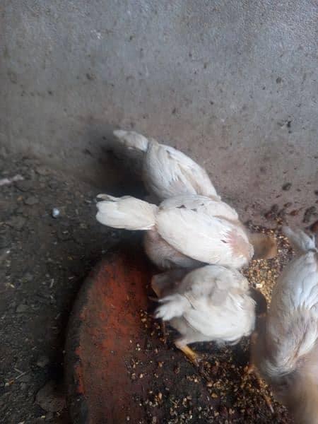 heera aseel 4 chiks available full active healthy nd vaccinated 2