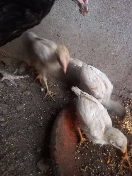 heera aseel 4 chiks available full active healthy nd vaccinated 3