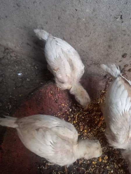 heera aseel 4 chiks available full active healthy nd vaccinated 5