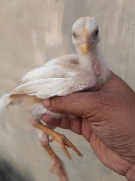 heera aseel 4 chiks available full active healthy nd vaccinated 9