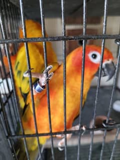 Conure | sun conure breaader pairs | Parrot | bird