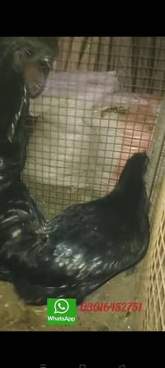 ayam cemani chicks  & bredars for sale 0301 6452751