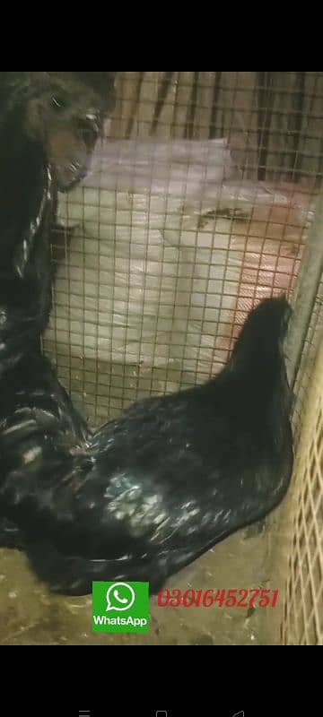 ayam cemani chicks  & bredars for sale . 03016452751 0