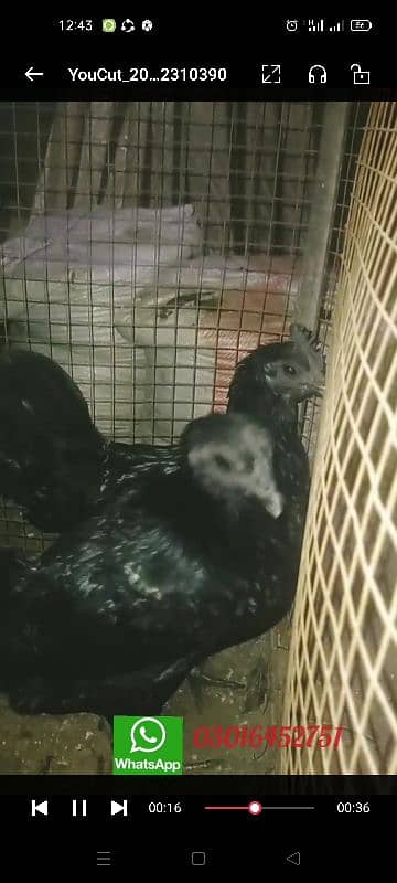 ayam cemani chicks  & bredars for sale . 03016452751 1