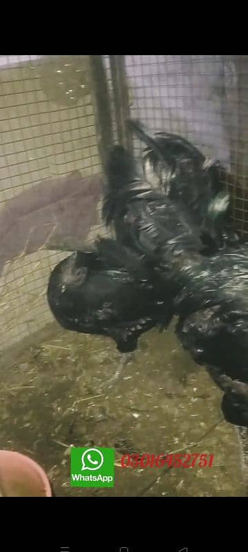 ayam cemani chicks  & bredars for sale . 03016452751 2