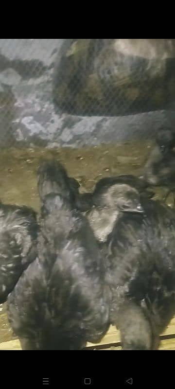 ayam cemani chicks  & bredars for sale . 03016452751 3