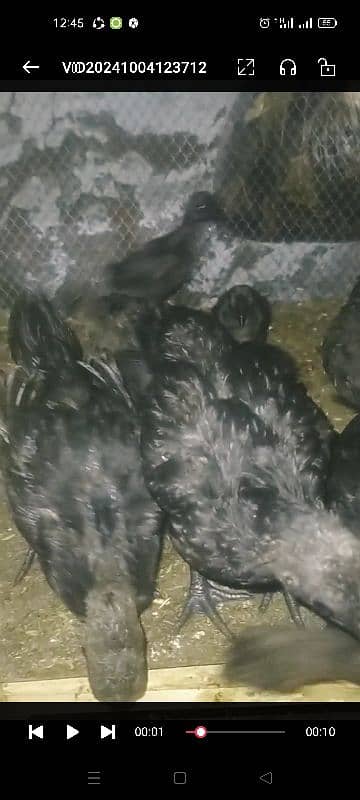 ayam cemani chicks  & bredars for sale . 03016452751 4