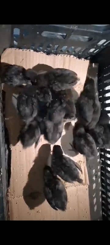 ayam cemani chicks  & bredars for sale . 03016452751 5