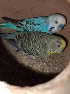 Austrialain under size parrots pair for sale 0