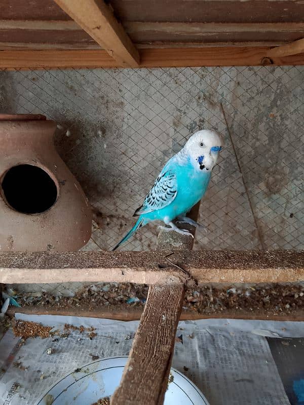 Austrialain under size parrots pair for sale 1