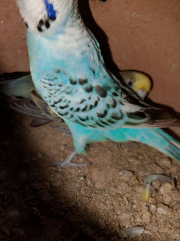 Austrialain under size parrots pair for sale 2