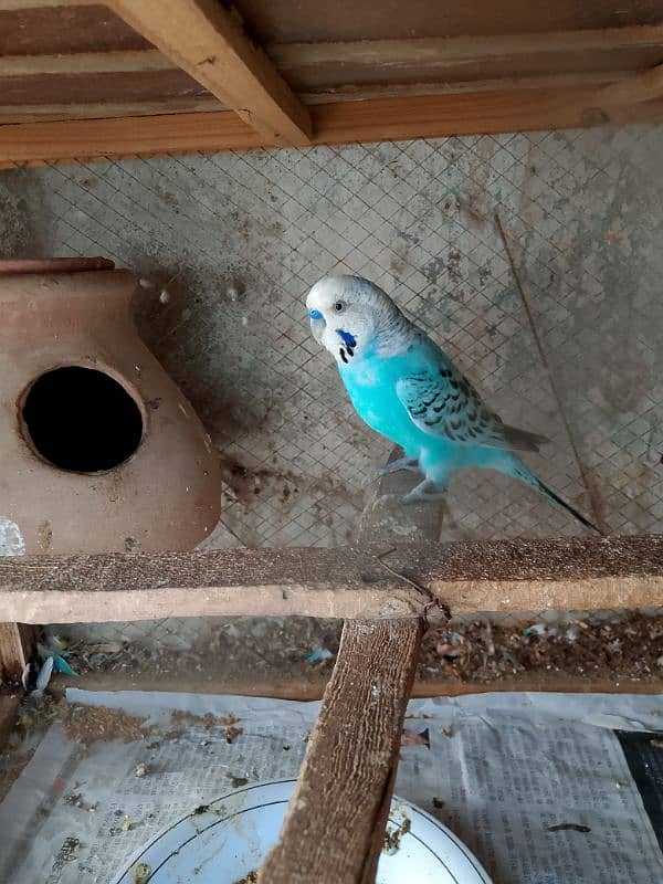 Austrialain under size parrots pair for sale 4