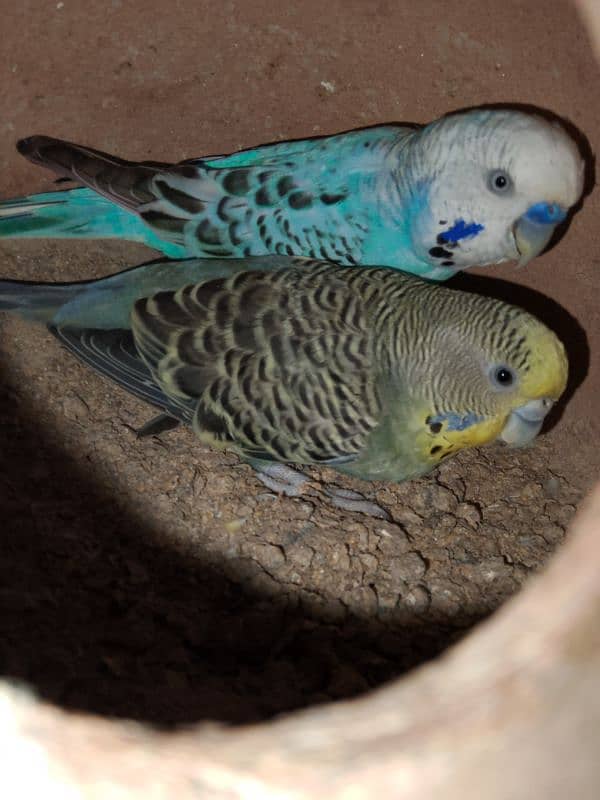 Austrialain under size parrots pair for sale 5