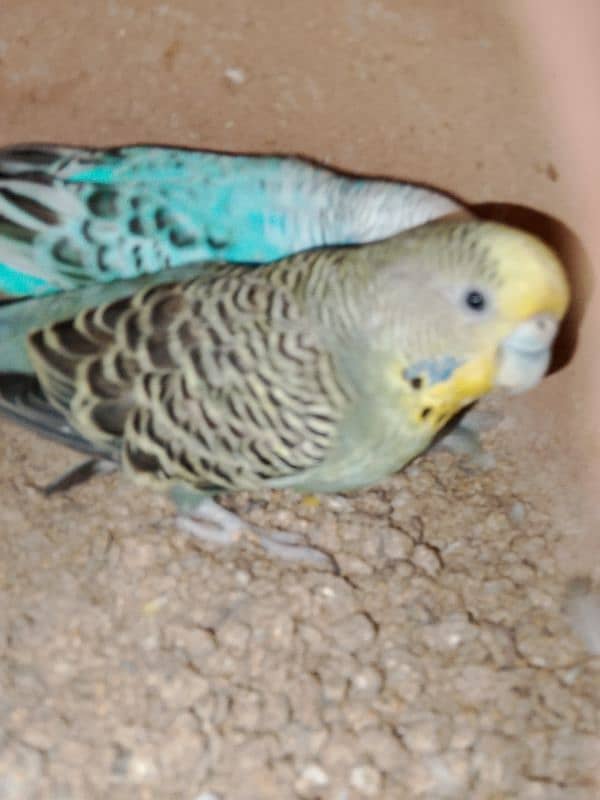 Austrialain under size parrots pair for sale 7