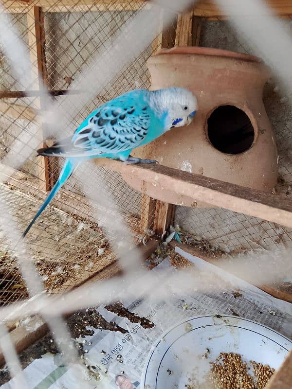 Austrialain under size parrots pair for sale 9