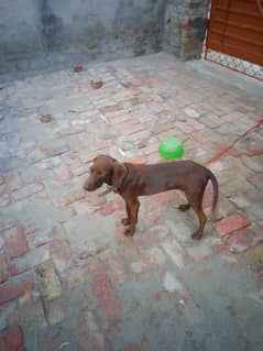 pointer pure dog for sale