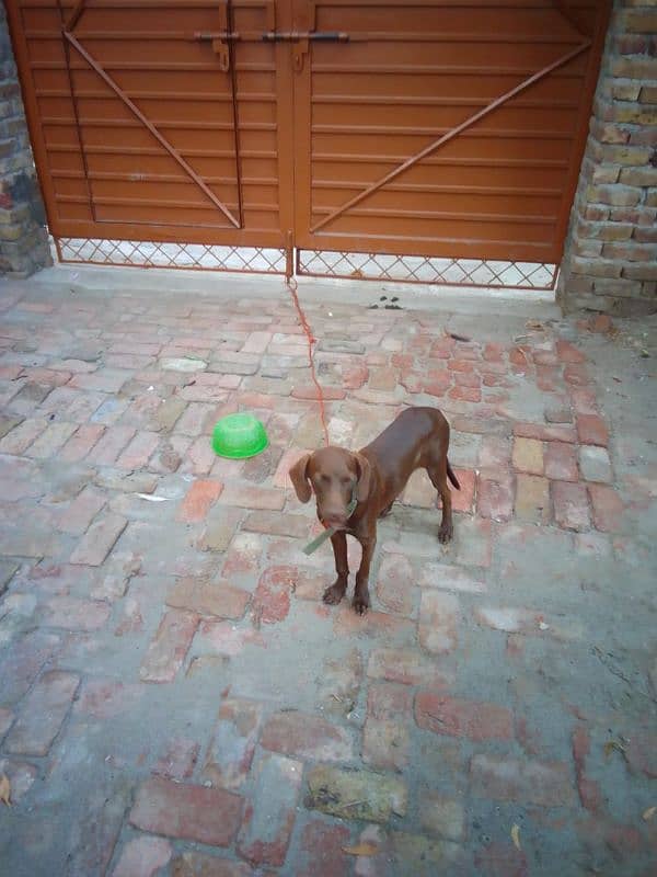 pointer pure dog for sale 1