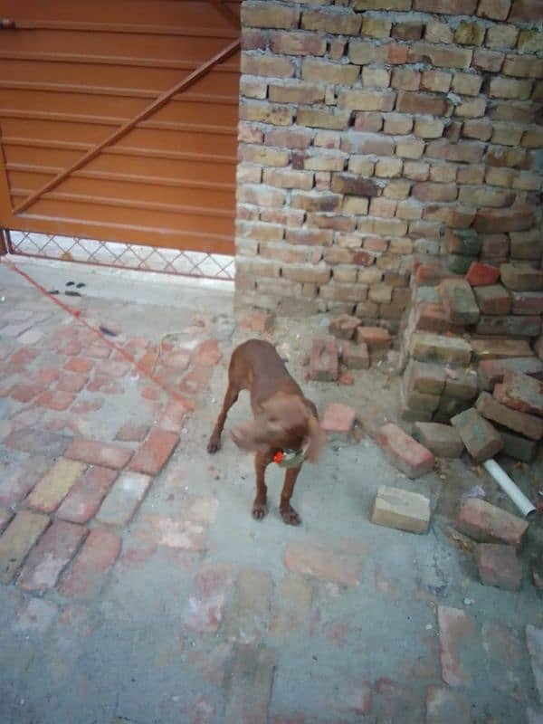 pointer pure dog for sale 2