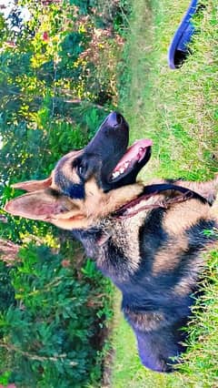 German shepherd female 11 month age 0