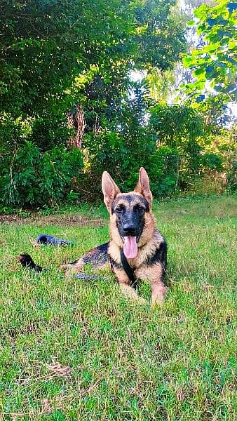 German shepherd female 11 month age 1