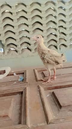 Desi misri golden chicks fr sale 1 black wala austrlop ha age 2 mont+