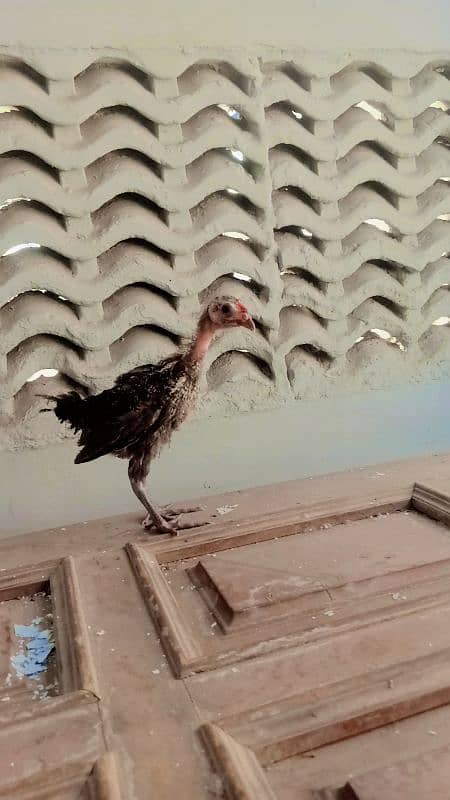 Desi misri golden chicks fr sale 1 black wala austrlop ha age 2 mont+ 2